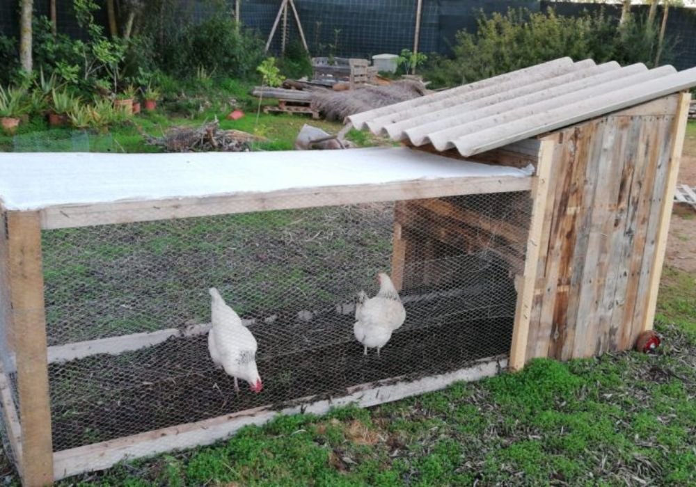 Cómo construir un gallinero para tu jardín